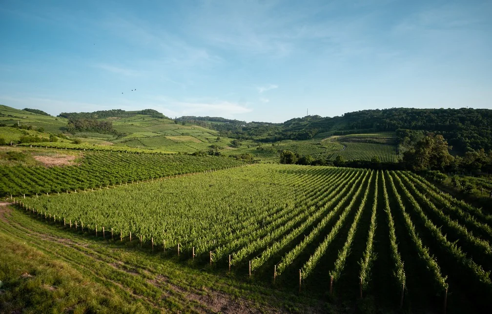 Vale dos Vinhedos